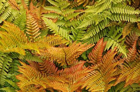 Dryopteris Erythrosora Brilliance Autumn Fern