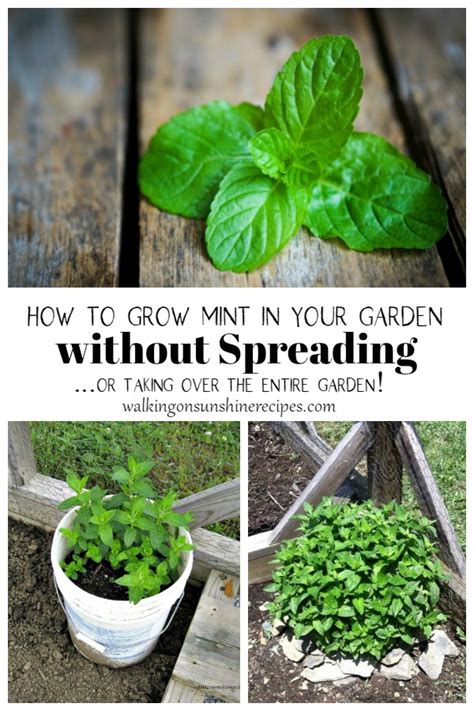 How To Grow Mint In Your Garden Without Spreading Walking On Sunshine