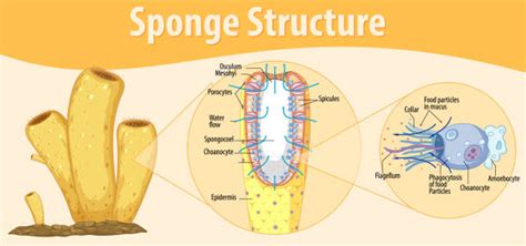 80+ Sponge Anatomy Stock Photos, Pictures & Royalty-Free Images - iStock