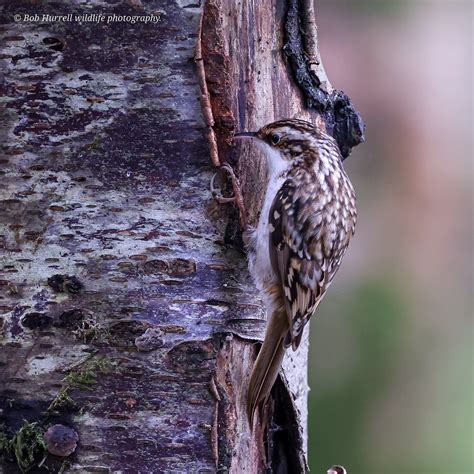 Treecreeper Bob Hurrell Wildlife Flickr