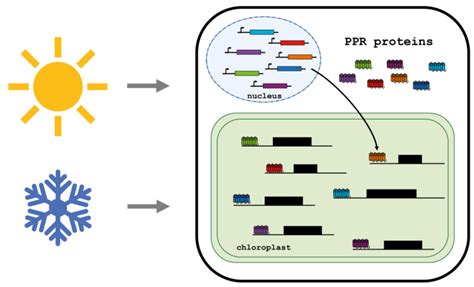 Molecular Genetics Plant Ppr Proteins