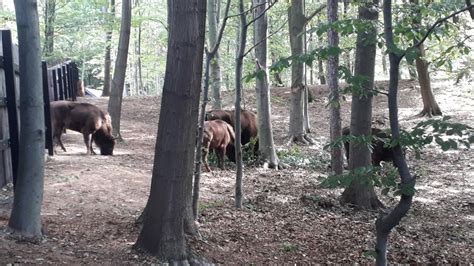 Pomys Na Weekend Zagroda Ubr W W Raciborzu Otwarta Poznaj Potylank