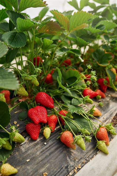 Plantas De Frutas Y Vegetales Que Puedes Cultivar En Casa