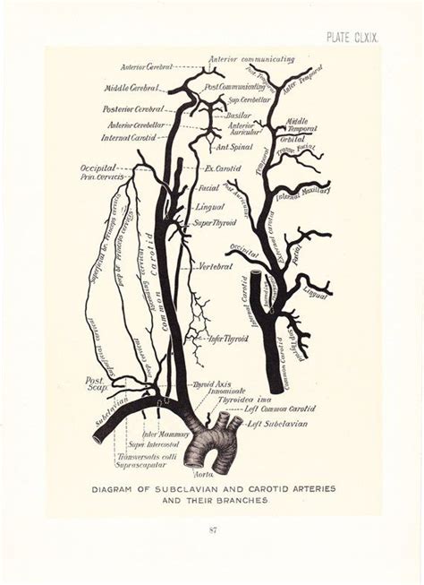 1899 Human Anatomy Print Circulation Subclavian Carotid Etsy Human