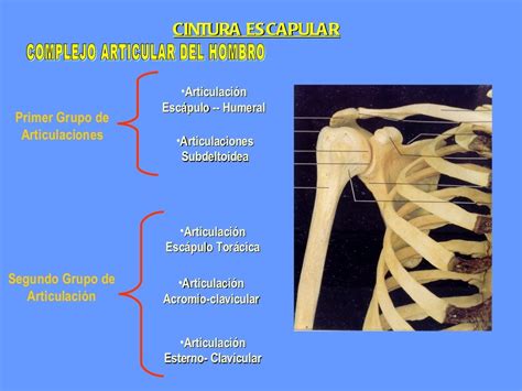 Articula Es Da Cintura Escapular Librain