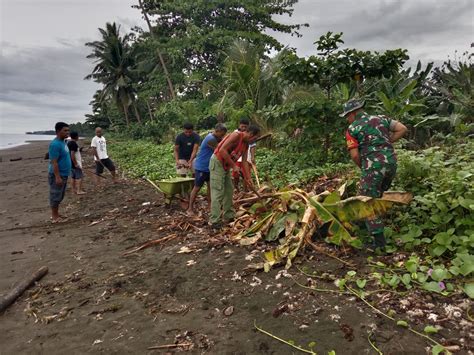 Babinsa Di Morotai Gotong Royong Bersama Warga Bersihkan Pesisir Pantai