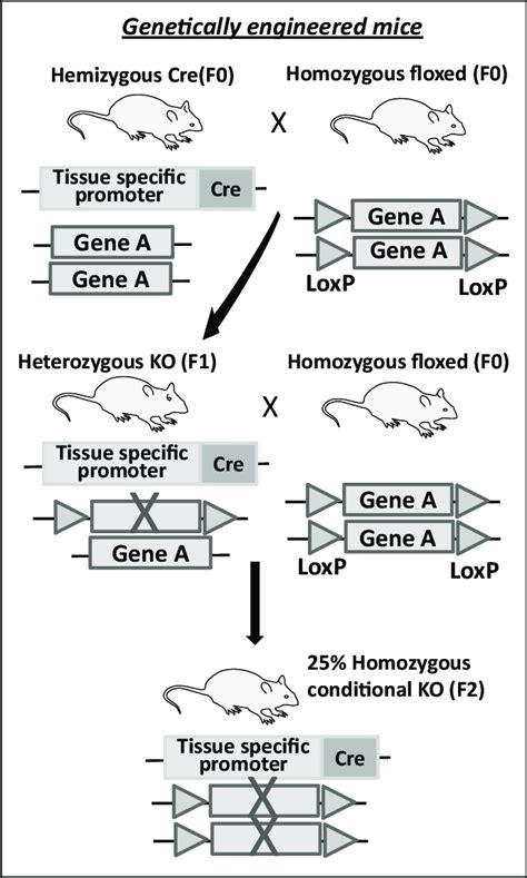 Model Of Development Of Genetically Engineered Mouse Model Gemm