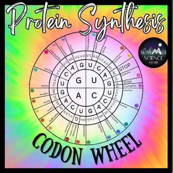 Protein Synthesis Codon Wheel Overview Printable By The Summit