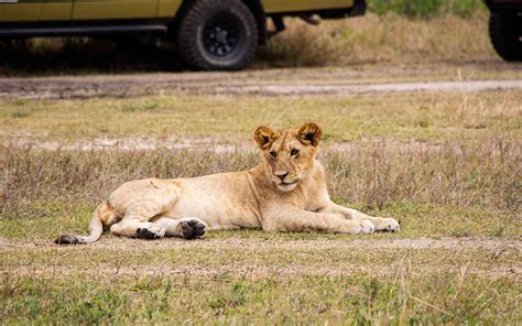 Conservancies The Masai Mara Kenya Safaris Discover Gorillas