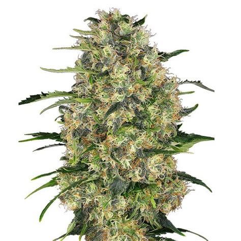 Black Domina Sensi Seeds 100 Feminizada