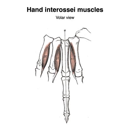 Hand Interossei Muscles Gray S Illustrations Image Radiopaedia Org