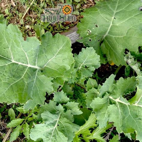 Kale Seeds Dwarf Siberian Sow True Seed Open Pollinated Hand Packed In Asheville