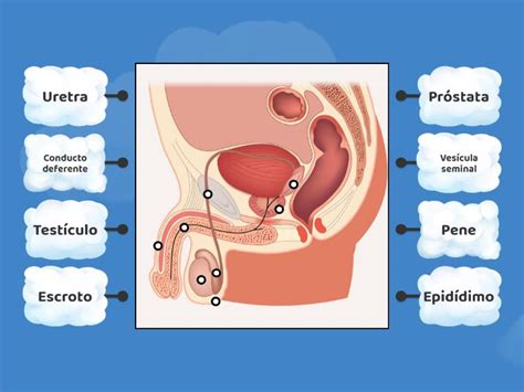 Actividad Sistema Genital Masculino Beschriftetes Diagramm