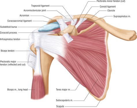 Acromioclavicular joint, acromioclavicular joint injury, separation ...