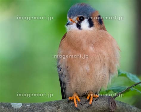 An American Kestrel Perched On A Branch