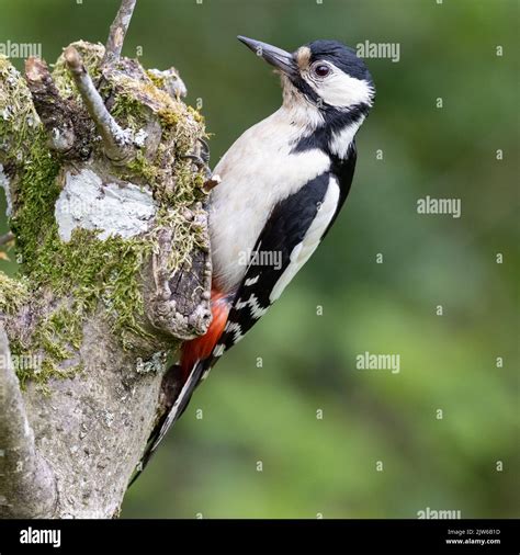 Female Great Spotted Woodpecker Dendrocopos Major On Mossy Stump