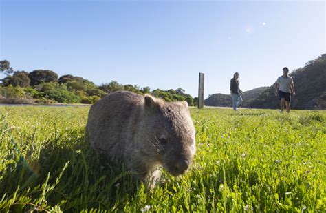 Wilsons Prom Gippsland Vic Accommodation Visit Gippsland