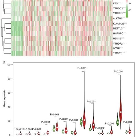 Differential Expression Of M 6 A Rna Methylation Regulators Between T