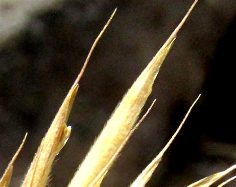 Mexican Brome Bromus Anomalus