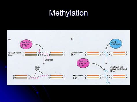 Ppt Restriction Enzymes Powerpoint Presentation Free Download Id6830091