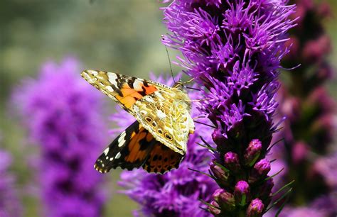 Papillon Insecte Fleurs Latria Photo Gratuite Sur Pixabay Pixabay