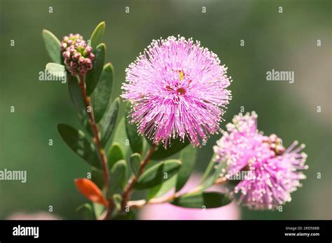 Melaleuca Myrtle Myrtaceae Hi Res Stock Photography And Images Alamy