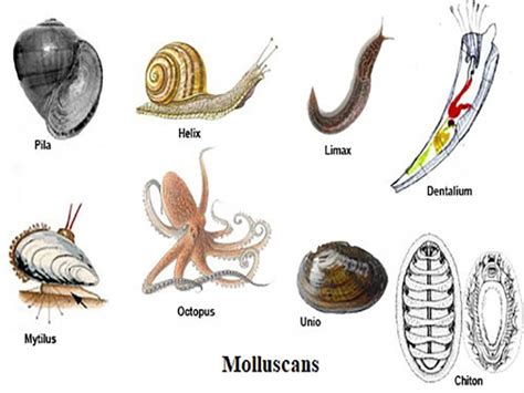 Classification Of Mollusca Pnosm