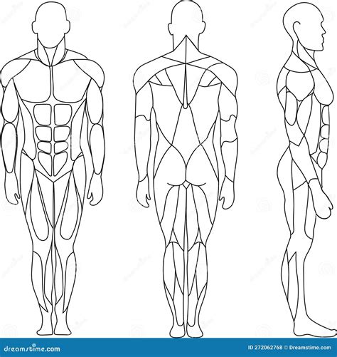 Human Body, Muscular System, Human Anatomy, Front View, Back View, Side View. Outline Black ...