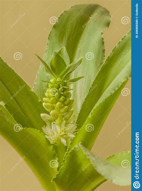 Pineapple Lily Eucomis Zambesiaca Stock Photo Image Of Herbacaeous