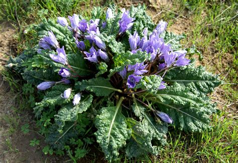 Mandragora Oficinarum Plant Biodiversity Of South Western Morocco