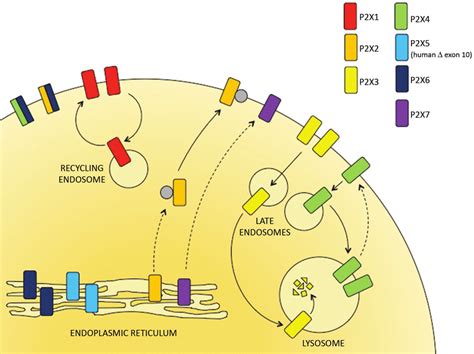 The Subcellular Distribution Of P2x Receptors P2x Receptor Subtypes