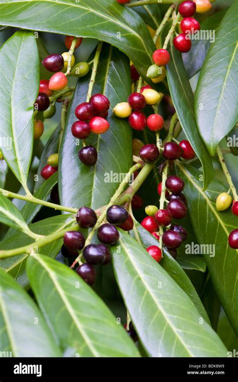 Cherry Laurel Berries