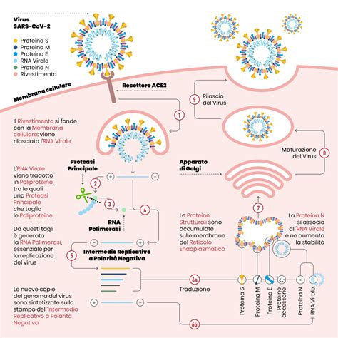 Sviluppare Antivirali In Modo Razionale Spuntare Le Forbici Di Sars