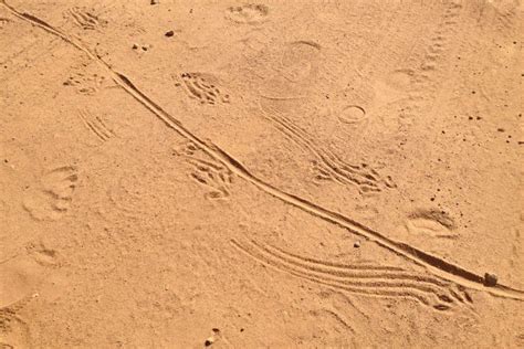 Goanna Tracks Abc Rural Australian Broadcasting Corporation