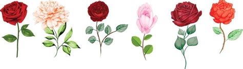 Rose Divider Vector Art Icons And Graphics For Free Download