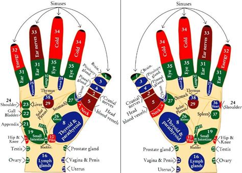 Acupuncture Points Chart APK for Android Download