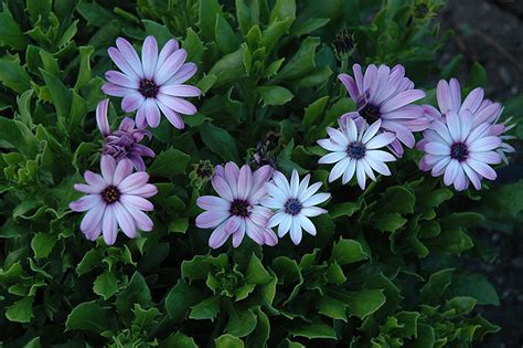 Asti Purple Bicolor African Daisy Osteospermum Asti Purple Bicolor