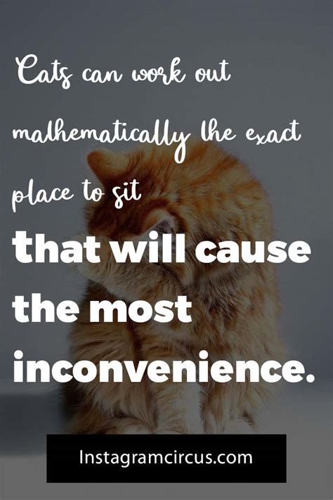 53 Purrfect Cat Quotes For Your Feline Lover Friends 2024