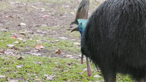 Close Rear View Southern Cassowary Eating Stock Footage Video (100% Royalty-free) 1095835345 ...