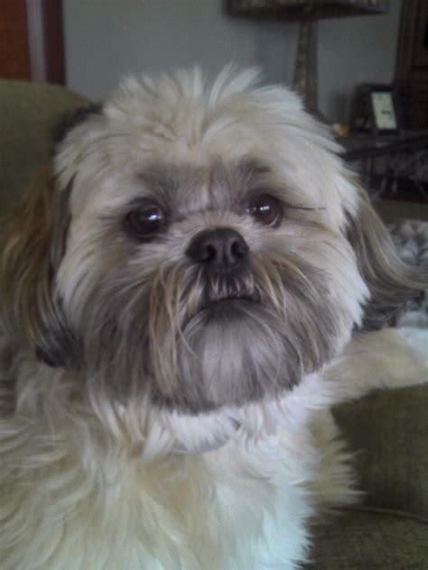 Pin On Lhasa Apso