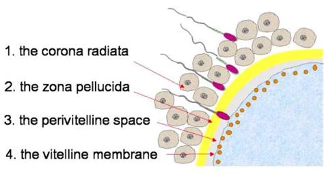 Zona pellucida - Wikipedia