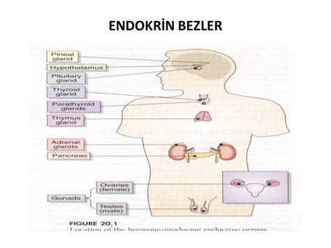 Endokr N S Stem F Zyoloj S Ppt Video Online Indir