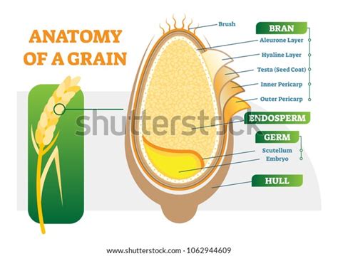 2 Grain Anatomical Layers Vector Illustration Diagram With Bran