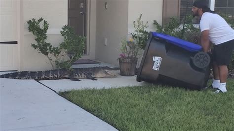 Gator Trapped In Trash Bin Florida Man Traps Alligator Releases It