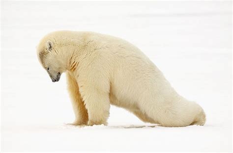 Morning Yoga Stretch Polar Bear Kaktovik Alaska By Impisi Via