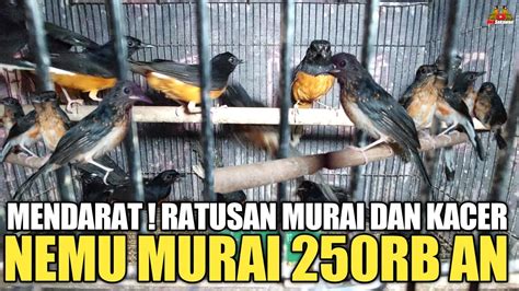 MENDARAT RATUSAN EKOR MURAI MH BODY BIG DAN KACER NEMU MURAI CUMA