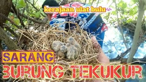 Ambil Sarang Burung Tekukur Youtube