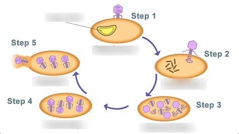 Lytic Cycle Diagram 5 Steps