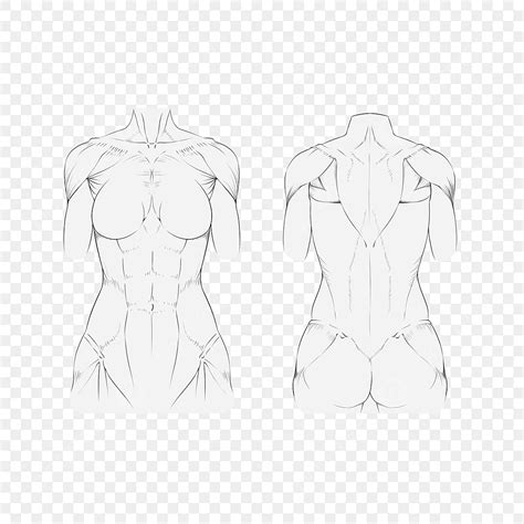 Estructura Del Músculo Del Torso Humano Femenino Delante Y Detrás Png Dibujos Torso Femenino