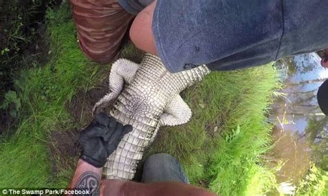 Video Shows How To Tell Sex Of An Alligator Daily Mail Online